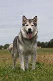 ALASKAN MALAMUTE 683